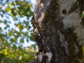 Zwergohreule (Otus scops)