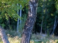 Zwergohreule (Otus scops)