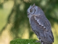 Zwergohreule (Otus scops)