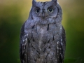 Zwergohreule (Otus scops)