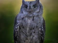 Zwergohreule (Otus scops)